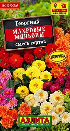 Георгина Махровые миньоны, смесь 7 шт