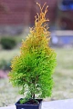 Туя западная Голден Энн 40-60 см Туя западная Голден Энн 40-60 см