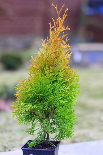 Туя западная Голден Энн 40-60 см Туя западная Голден Энн 40-60 см