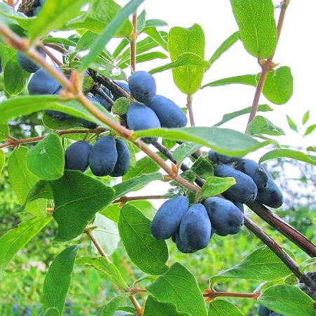 Жимолость съедобная Северная метель Жимолость съедобная Северная метель