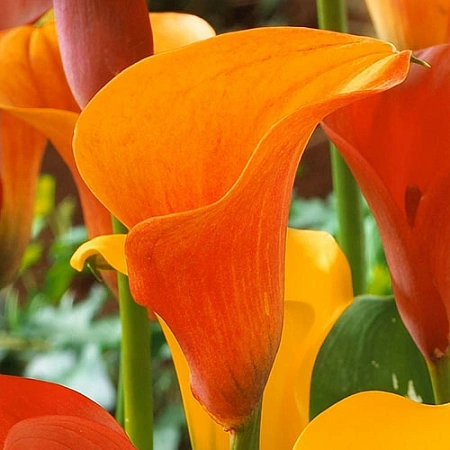 Калла Orange County (уп. 1 шт)