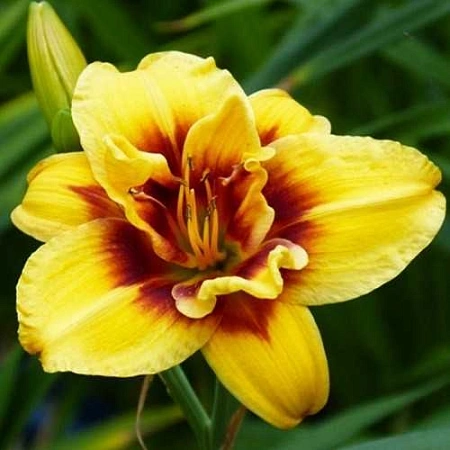 Лилейник Mount Helena (1 шт. в уп.) Лилейник Mount Helena (1 шт. в уп.)