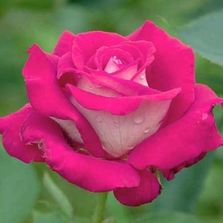 Роза чайно-гибридная Акапелла (Akapela) Сербия