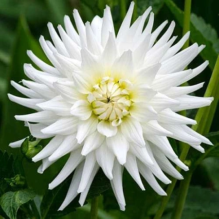 Георгина White Star (1 шт. в уп.)