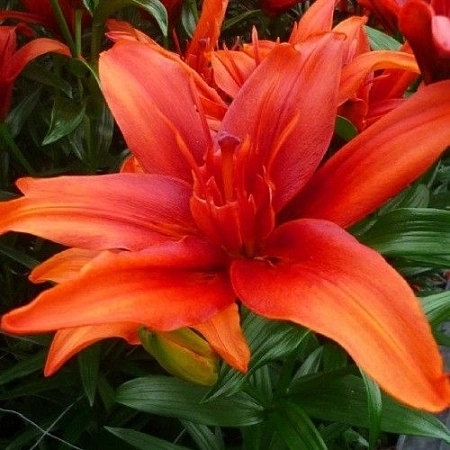 Лилия double Red Twin