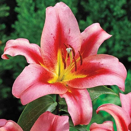 Лилия Olympic Torch (уп. 3 шт)