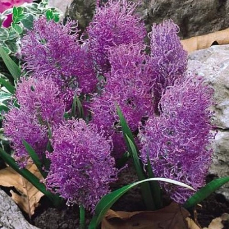 Мускари Plumosum (10 шт. в уп.)