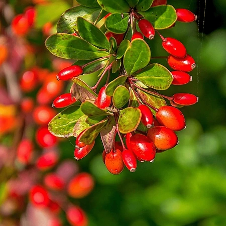 Барбарис корейский (Koreana) C3