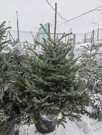 Ель Глаука 140-160 см голубая Польша