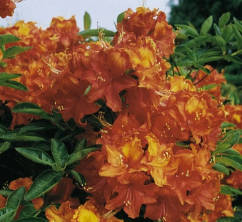 Азалия Оранж Хит 30-40 см C2 Азалия Оранж Хит 30-40 см C2
