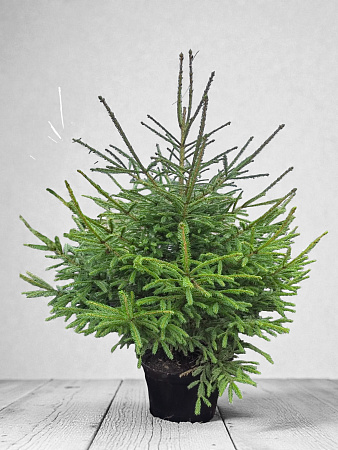 Ель обыкновенная 120-160 см копаная в горшке
