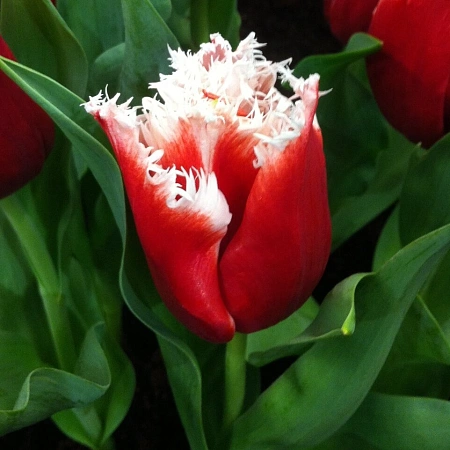 Тюльпан New Santa (5 шт. в уп.)