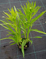 Лиатрис белый Spicata P9 Лиатрис белый Spicata P9