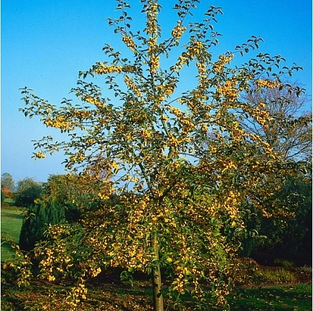 Яблоня декоративная Golden Hornet 180 см C20