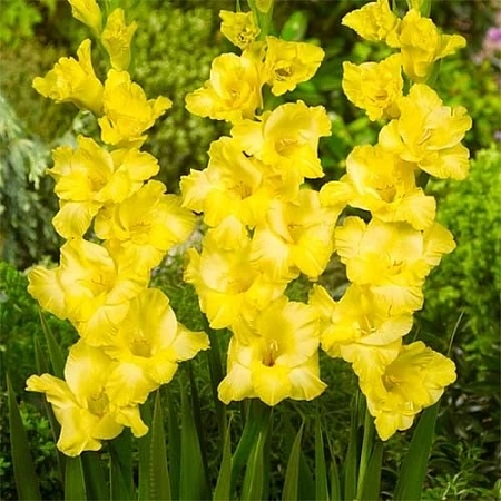 Гладиолус Limoncello (уп. 5 шт)