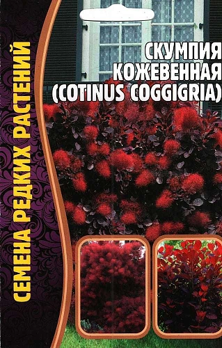 Скумпия кожевенная, 20 шт (Ред сем) Скумпия кожевенная, 20 шт (Ред сем)