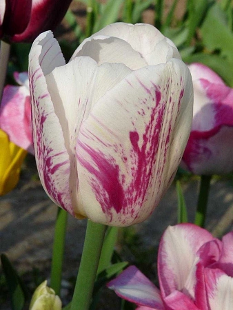 Тюльпан Di Di (5 шт. в уп.)