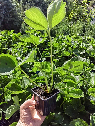 Клубника Чамора Туруси Клубника Чамора Туруси