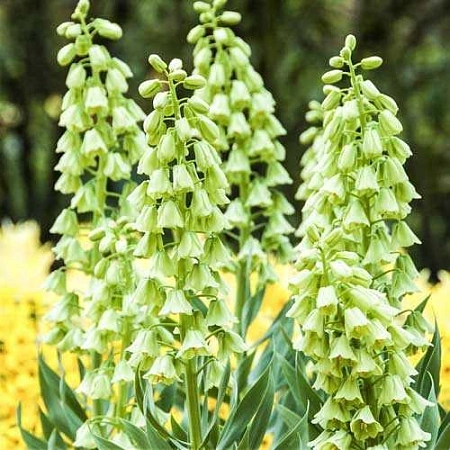 Рябчик персидский Persica Ivory Bells (1 шт. в уп.)