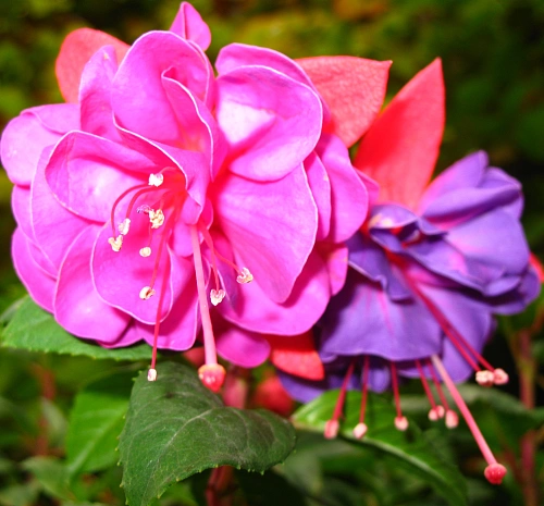 Фуксия кашпо д. 22 Фуксия кашпо д. 22