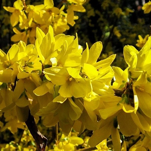 Форзиция средняя Spectabilis 60-80 см Форзиция средняя Spectabilis 60-80 см