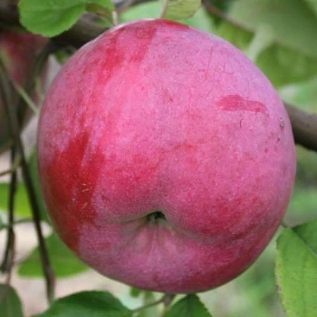 Яблоня Брянское розовое (однолетка) Яблоня Брянское розовое (однолетка)