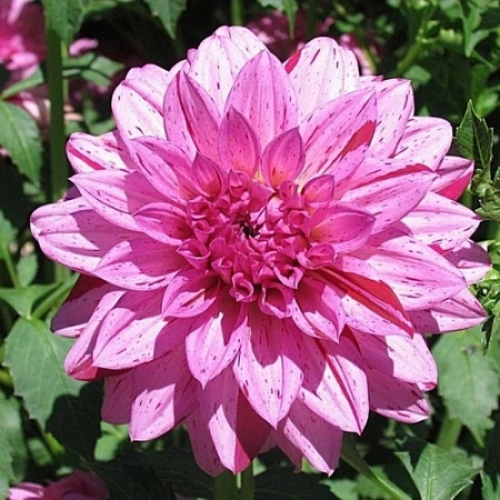 Георгина Painted Girl (уп. 1 шт)