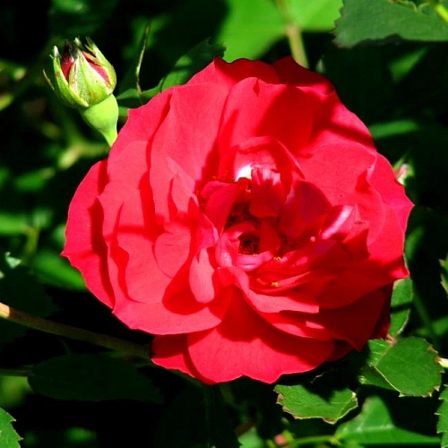 Роза плетистая Аделаида Худлесс Роза плетистая Аделаида Худлесс