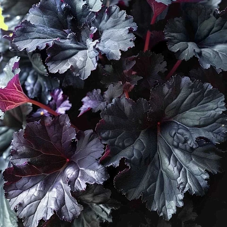 Гейхера Black Pearl