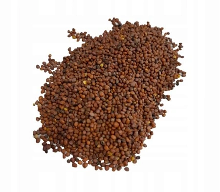 Редька масличная (сидерат), 1 кг