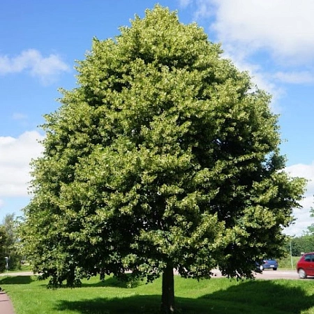 Липа крупнолистная 90-100 см Липа крупнолистная 90-100 см