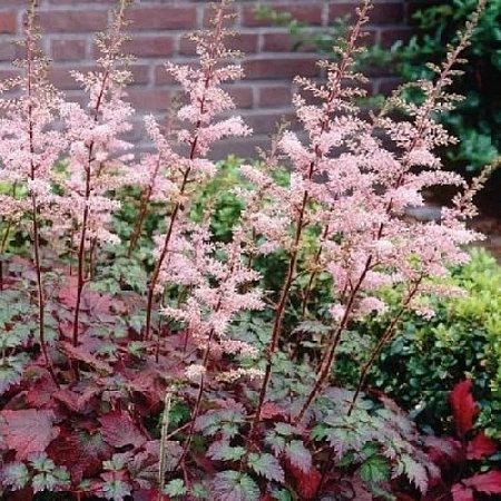 Астильба Колор Флэш (Color Flash) C3