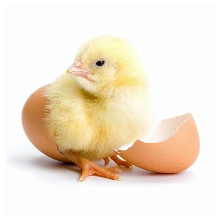 Комбикорм для цыплят ПК 2-1, 10 кг