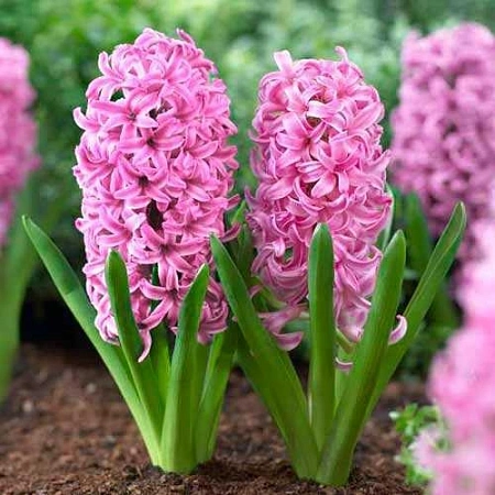 Гиацинт Pink Pearl (3 шт. в уп.)