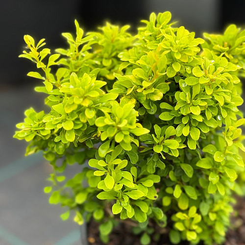 Барбарис Голден Дивайн (Golden Devine) тунберга C2 Барбарис Голден Дивайн (Golden Devine) тунберга C2