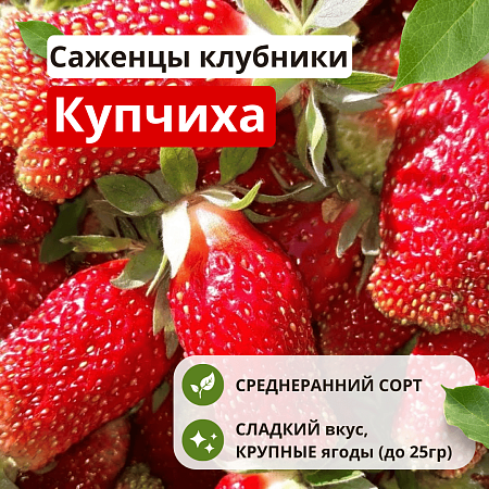 Клубника Купчиха