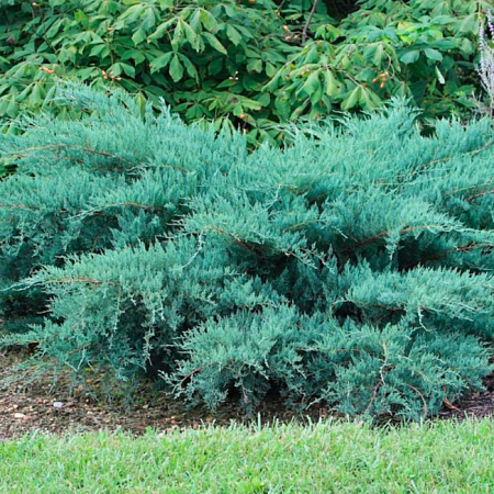 Можжевельник Пфитцериана Глаука (Pfitzeriana Glauca) C3