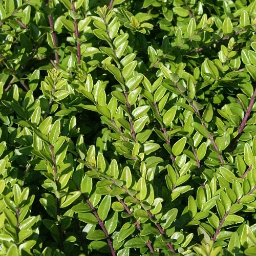 Жимолость шапочная Variegata Жимолость шапочная Variegata