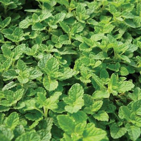 Мята Строуберри Минт (Strawberry Mint) С1