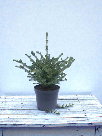 Ель сизая 50-80 см в горшке