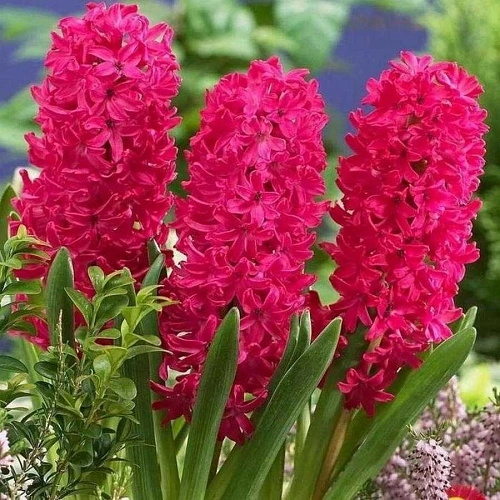 Гиацинт Scarlet Pearl Гиацинт Scarlet Pearl