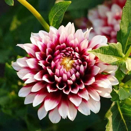 Георгина Siedlerstolz (Зидлершольц) (уп. 1 шт)