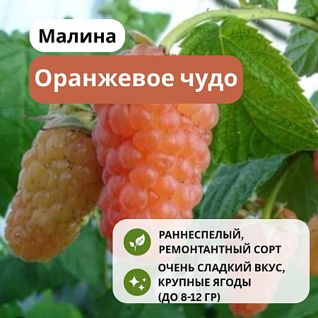 Малина Оранжевое чудо ремонтантная С3 Малина Оранжевое чудо ремонтантная С3