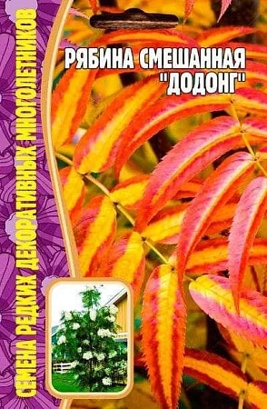 Рябина смешанная Додонг, 5 шт (Ред сем)