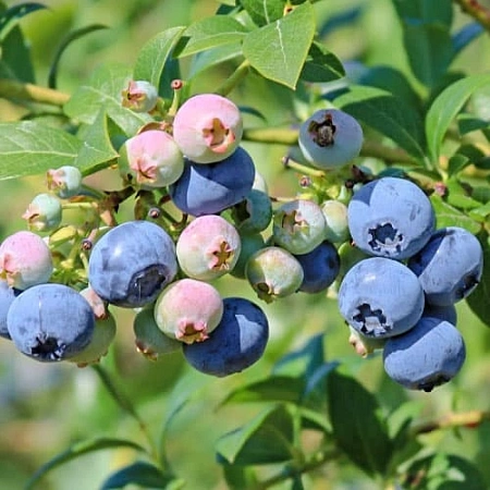 Голубика Нельсон Голубика Нельсон