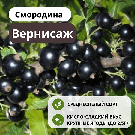 Смородина Вернисаж черная С3