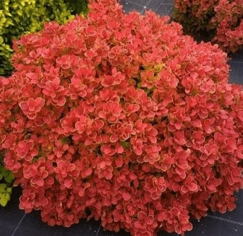 Барбарис Ред Хот Чили (Red Hot Chili) тунберга C2 Барбарис Ред Хот Чили (Red Hot Chili) тунберга C2