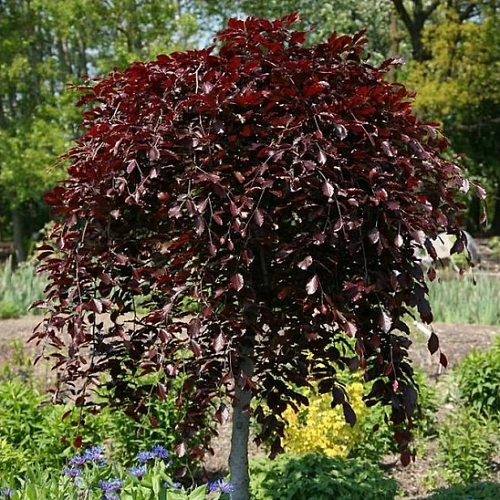 Береза Purpurea повислая Береза Purpurea повислая