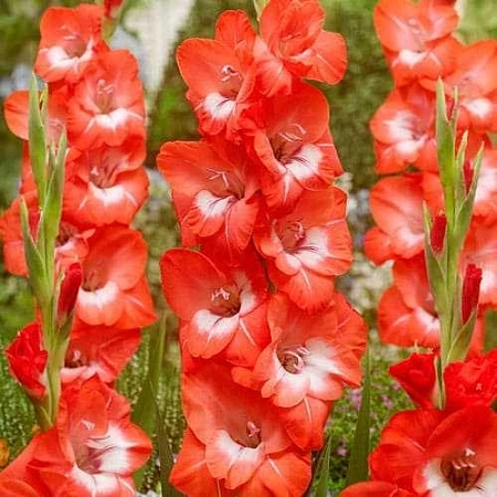 Гладиолус Pretty Guy (уп. 7 шт)