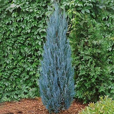 Можжевельник Блю Эрроу (Blue Arrow) скальный С5 130-150 см